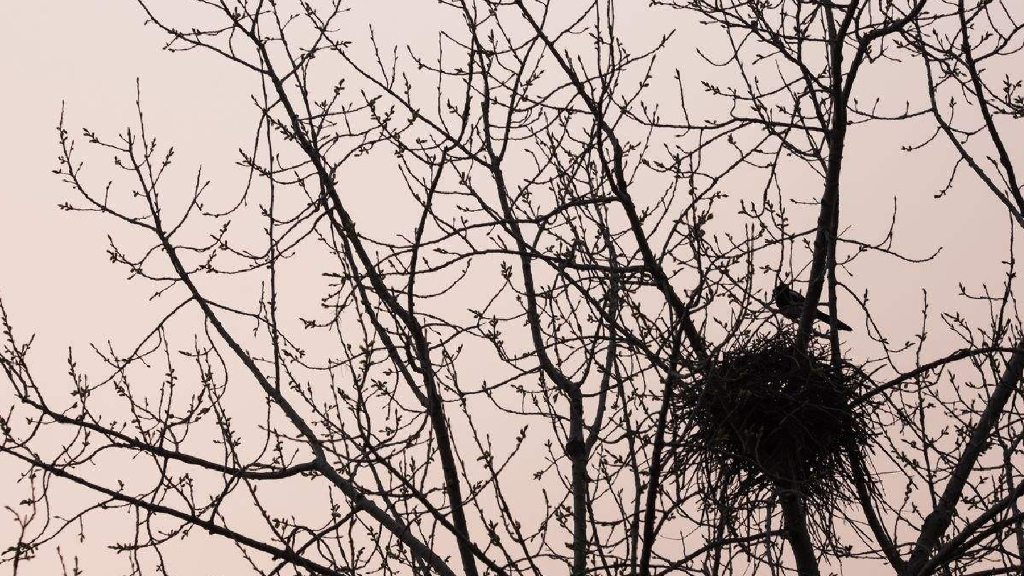 部编版一年级语文下册6 树和喜鹊