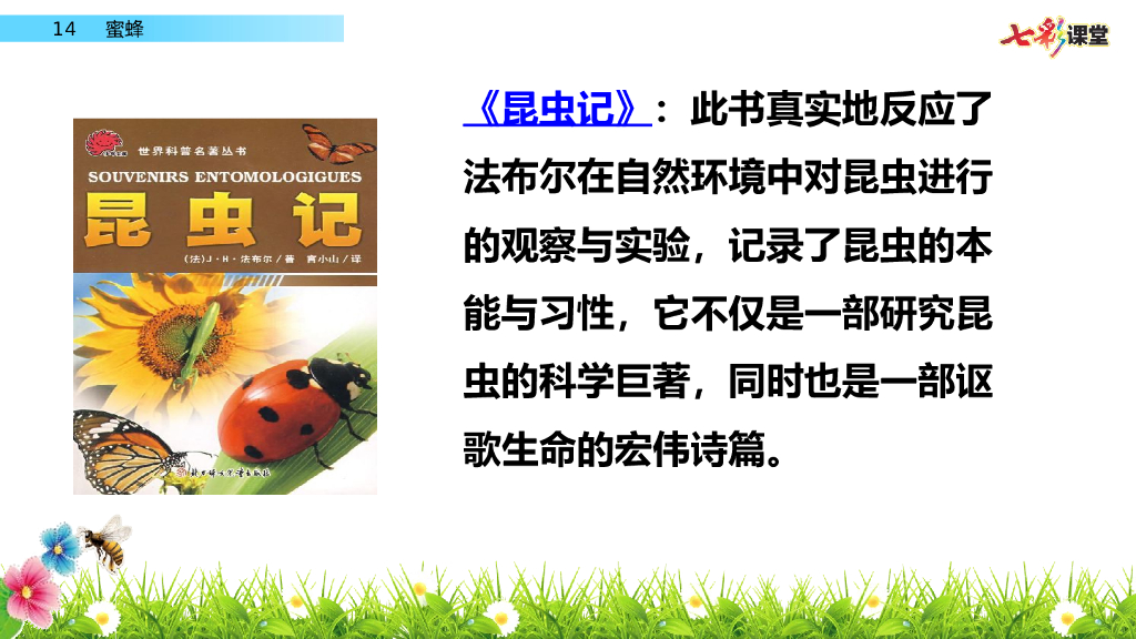 部编版三年级语文下册14 蜜蜂_第7页