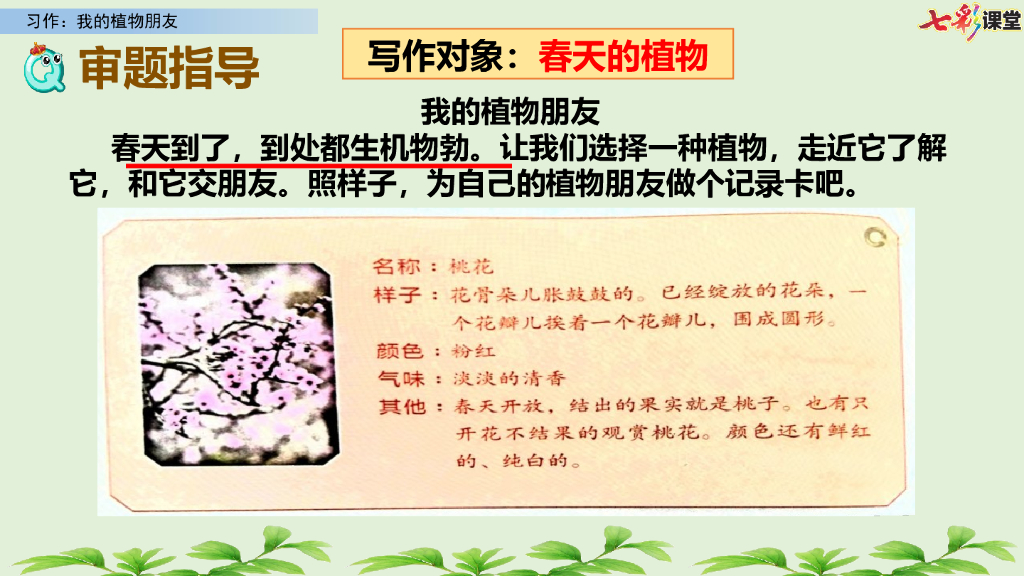 部编版三年级语文下册习作：我的植物朋友_第7页