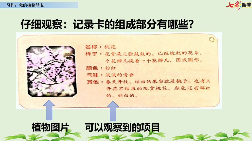 部编版三年级语文下册习作：我的植物朋友_第8页