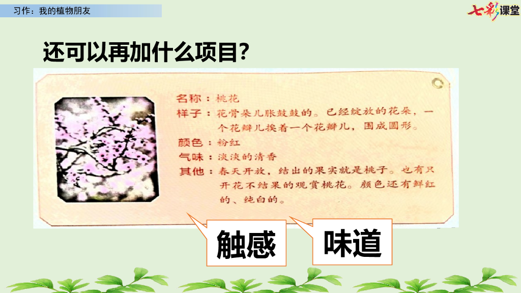 部编版三年级语文下册习作：我的植物朋友_第9页