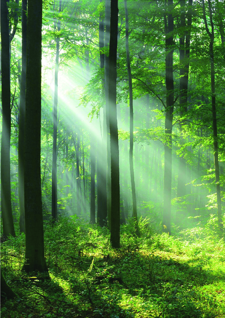 波士顿咨询：企业“碳中和”目标设定、行动及全球合作——践行全球发展倡议，加速2030年可持续发展议程_第9页