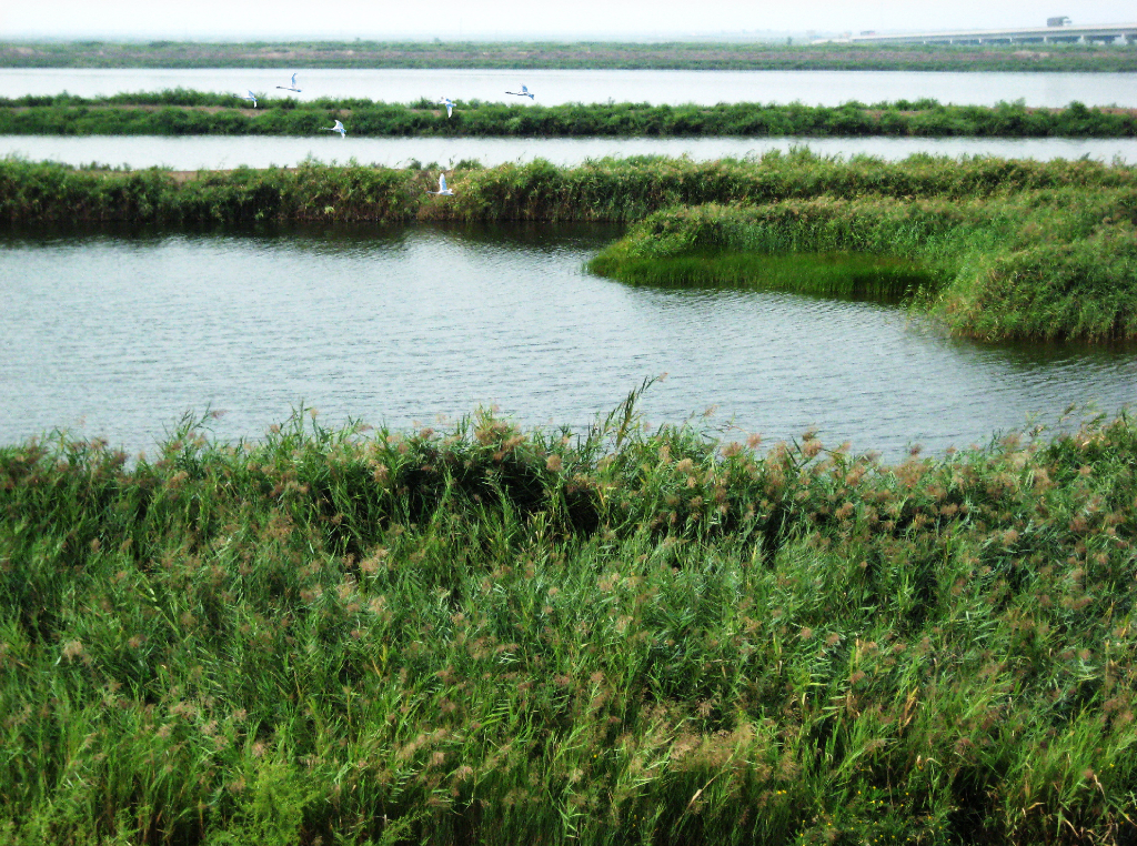 [江西]知名湿地生态公园概念规划方案