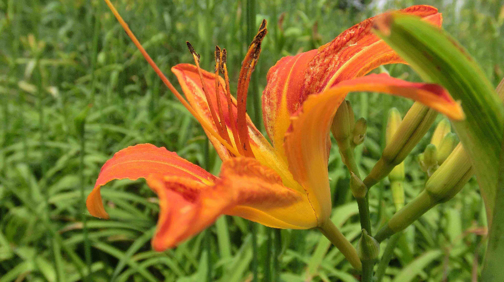 园林常见植物图谱