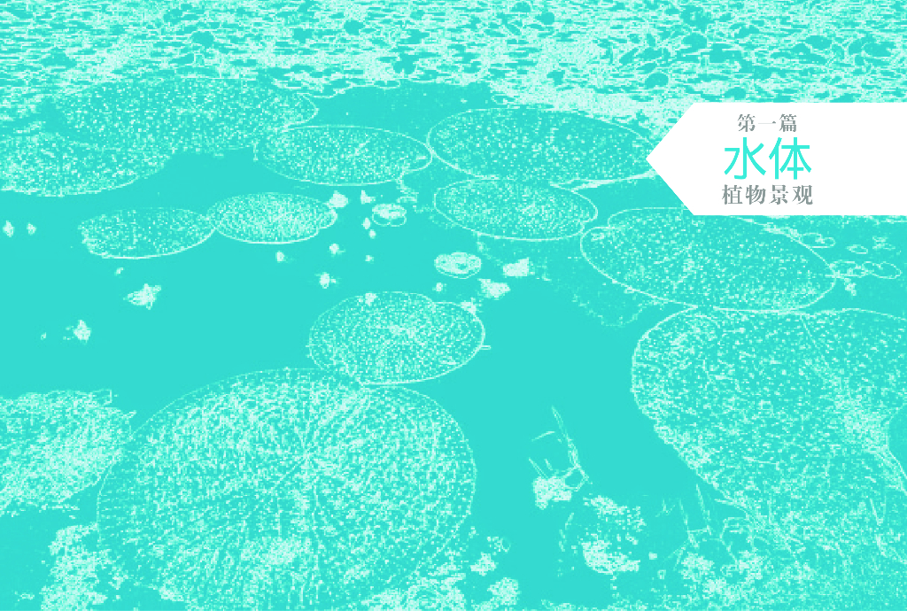 水体植物景观-植物设计师应用手册