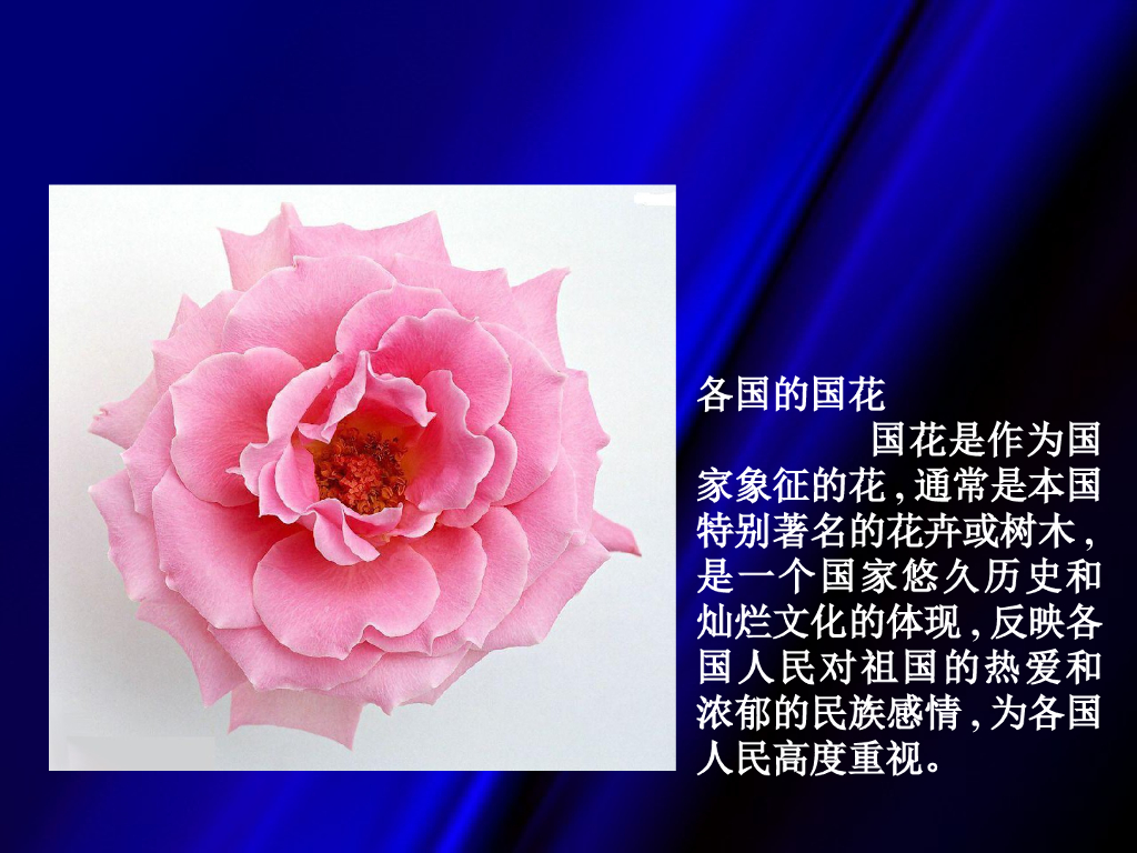 各国国花详解PPT