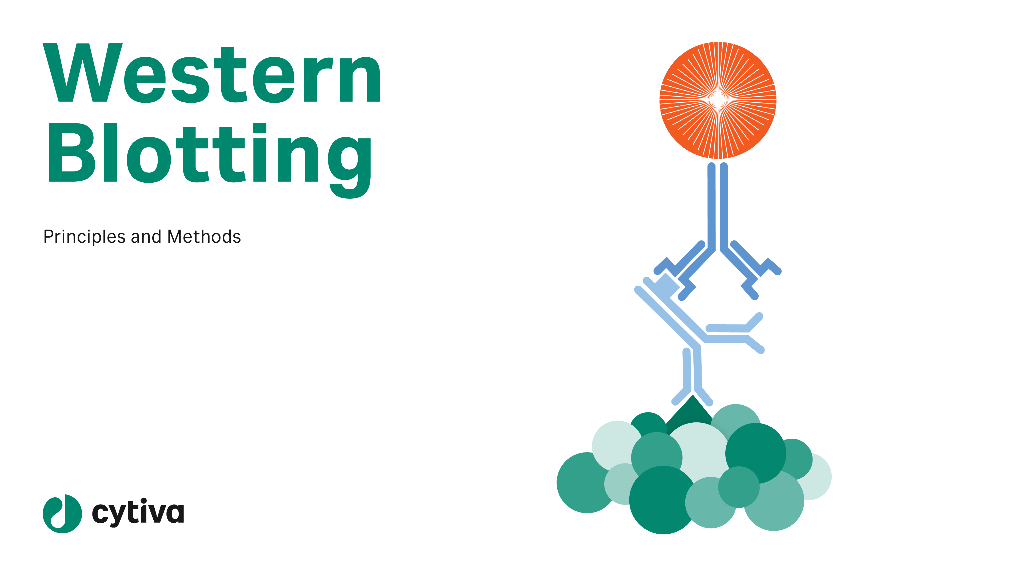 Cytiva思拓凡：Western Blotting原理与方法（英文版）