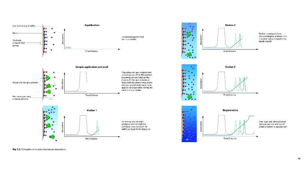 Cytiva思拓凡：离子交换层析 (IEX) 原理和方法（英文版）_第10页