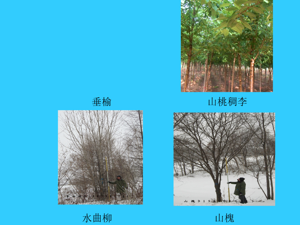 园林树木养护管理技术_第6页