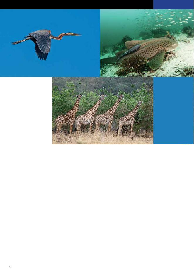 世界自然保护联盟IUCN：2023年物种生存委员会年度报告-第一卷（英文版）_第6页