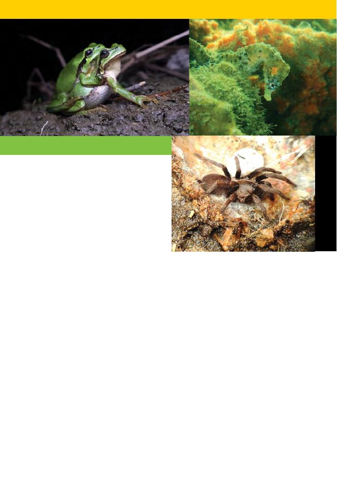 世界自然保护联盟IUCN：2022年物种生存委员会年度报告-第一卷（英文版）_第6页