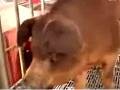 养猪技术