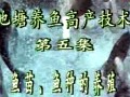 池塘养鱼高产技术