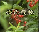 大樱桃栽培及修剪技术