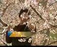 中华寿桃栽培治理技术