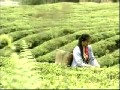 经典茶文化视频