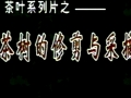 茶树的繁殖技术