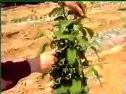 苹果种植技术