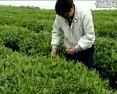 经典茶文化视频