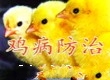 养鸡致富与鸡病防治诊
