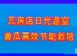 黄瓜日光温室高产栽培技术