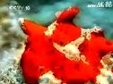 动物计谋之三十六计