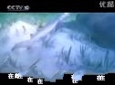 百家讲坛--海洋生灵