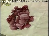 写意牡丹系列讲座