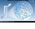 高中生物《染色体DNA》