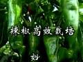辣椒高效栽培