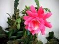 花卉种植