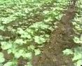 棉花栽培技术
