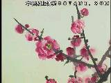 写意梅花系列讲座视频