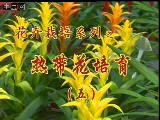 热带花培育教程