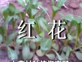中药材种植