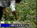 西瓜栽培技术