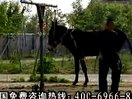 肉驴的饲养技术