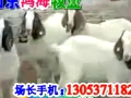 波尔山羊养殖