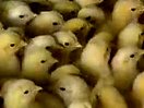 肉鸡养殖技术