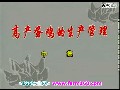 高产蛋鸡的生产治理