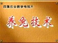 养兔教学