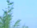 河蚌育珠