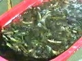 淡水名贵鱼类养殖