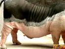 陆川猪养殖技术