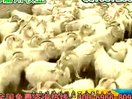 阿尔巴斯白绒山羊养殖技术