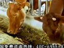 晋南牛养殖技术