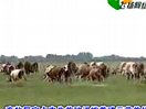 肉牛养殖