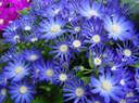 菊花实用栽培技术视频教程