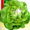 奶油生菜温室栽培技术教程