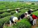 茶叶生产种植技术